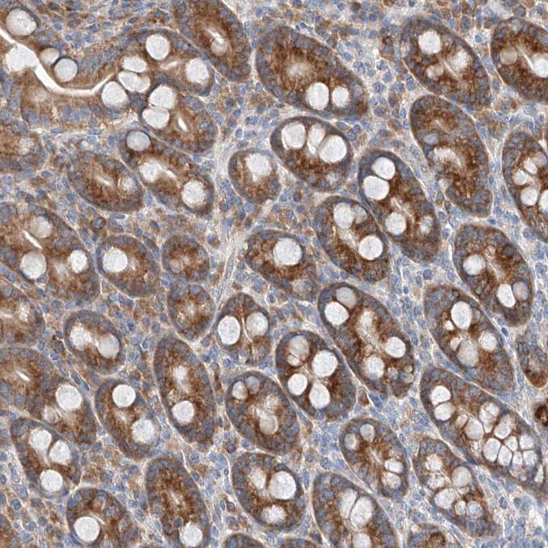 Staining of human duodenum shows strong granular cytoplasmic positivity in glandular cells.