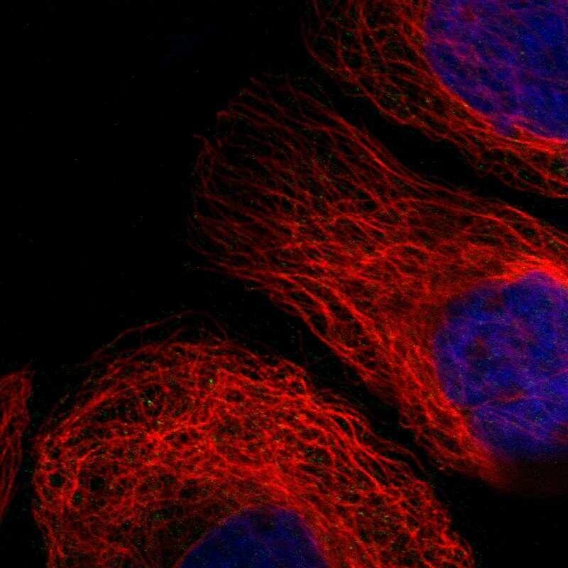 Staining of human cell line A-431 shows localization to cytosol & mitochondria.