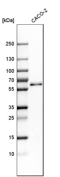 Analysis in human cell line CACO-2.