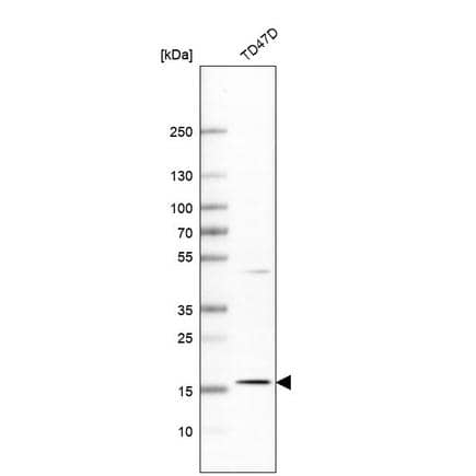 Analysis in human cell line TD47D.