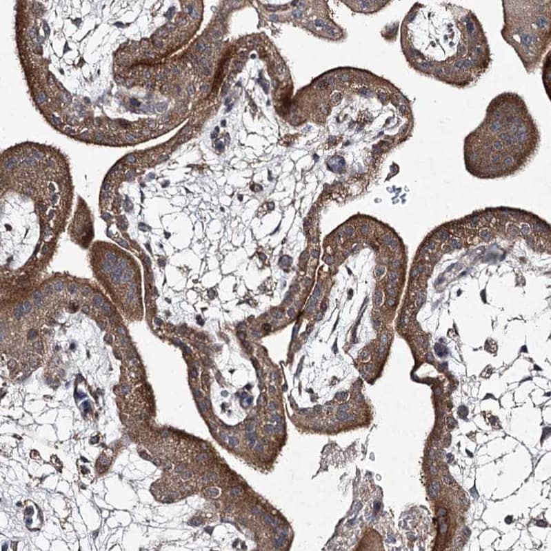 Immunohistochemistry-Paraffin FANCL Antibody - BSA Free