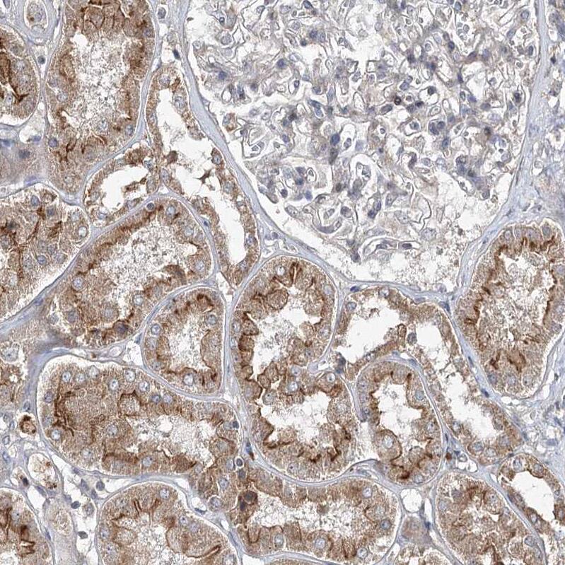 Immunohistochemistry-Paraffin FANCL Antibody - BSA Free