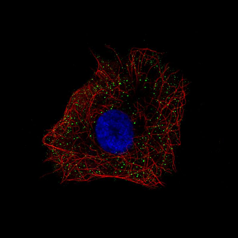 Staining of human cell line U-87 MG shows localization to vesicles.