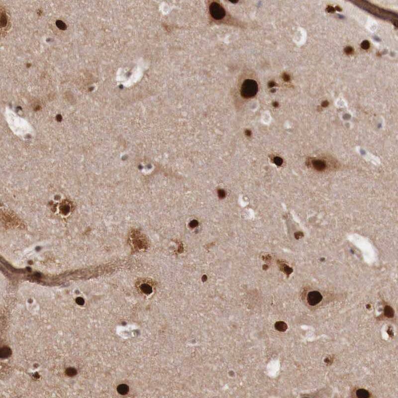 Immunohistochemistry-Paraffin KHDRBS3 Antibody - BSA Free