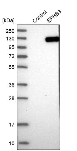Analysis in control (vector only transfected HEK293T lysate) and EPHB3 over-expression lysate (Co-expressed with a C-terminal myc-DDK tag (~3.1 kDa) in mammalian HEK293T cells, LY401410).