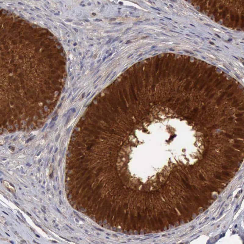 Staining of human epididymis shows high expression.