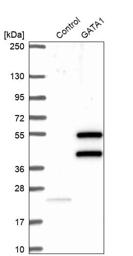 Analysis in control (vector only transfected HEK293T lysate) and GATA1 over-expression lysate (Co-expressed with a C-terminal myc-DDK tag (~3.1 kDa) in mammalian HEK293T cells, LY400758).