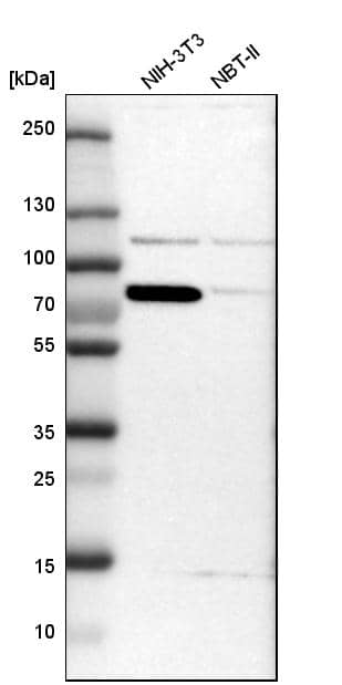 Analysis in mouse cell line NIH-3T3 and rat cell line NBT-II.