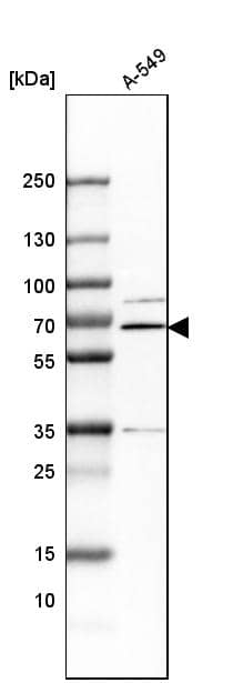 Analysis in human cell line A-549.