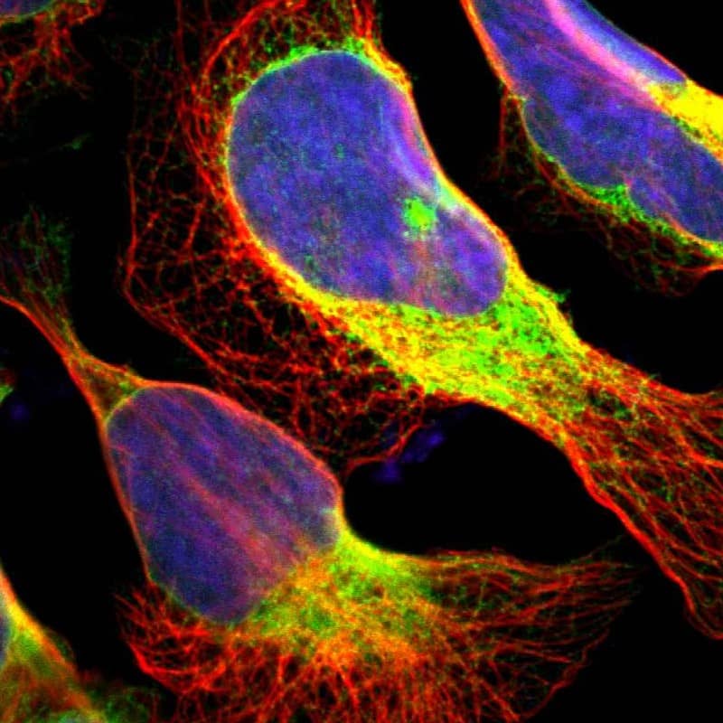 Immunocytochemistry/ Immunofluorescence ERp57/PDIA3 Antibody - BSA Free