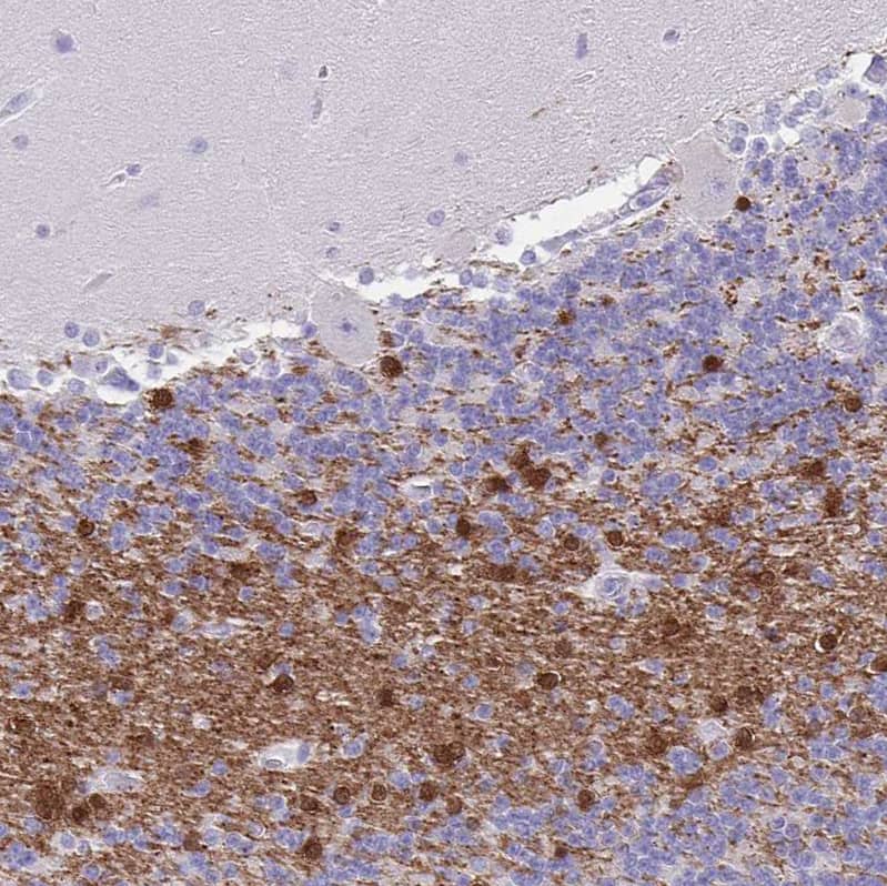 Staining of human cerebellum shows strong positivity in oligodendrocytes.