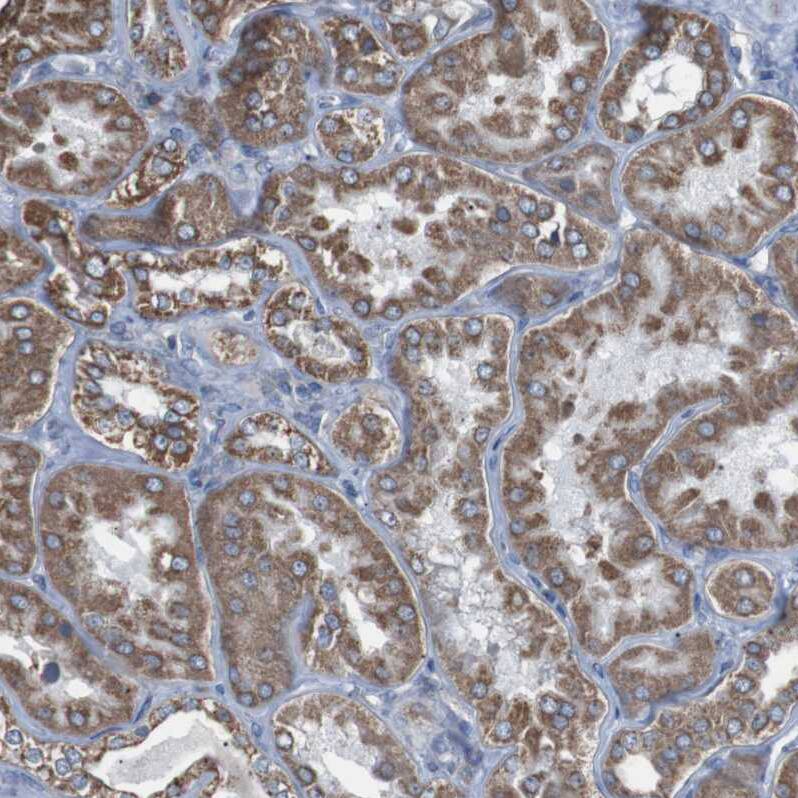 Immunohistochemistry-Paraffin CISD2 Antibody - BSA Free
