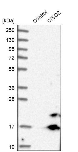 Western Blot CISD2 Antibody - BSA Free