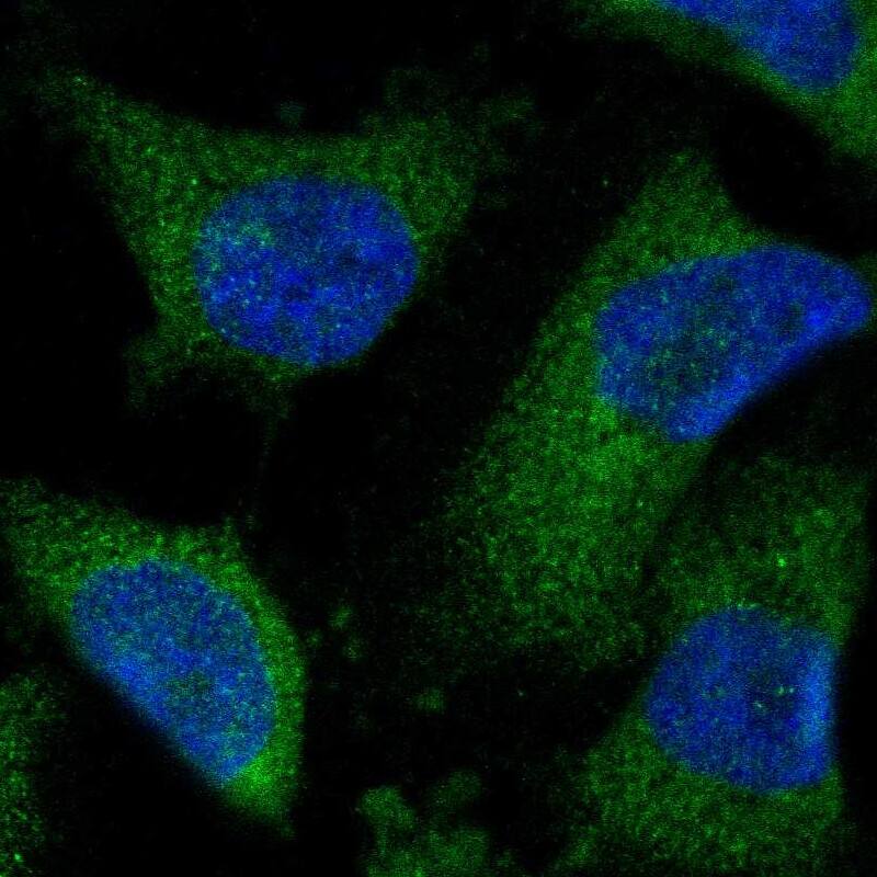 Immunocytochemistry/ Immunofluorescence CISD2 Antibody - BSA Free