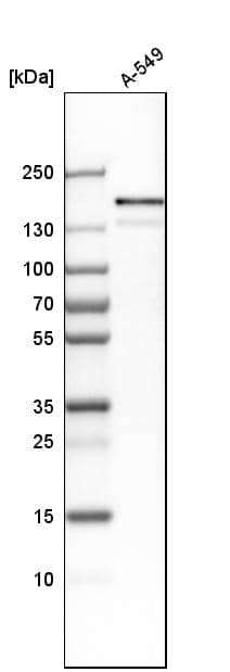 Analysis in human cell line A-549.