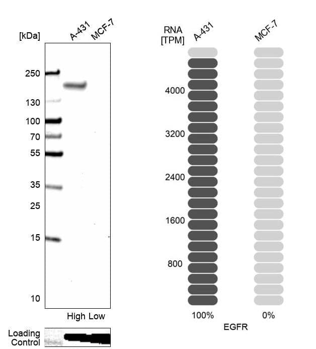 <b>Orthogonal Strategies Validation. </b>Analysis in human cell lines A-431 and MCF-7 using Anti-EGFR antibody. Corresponding EGFR RNA-seq data are presented for the same cell lines. Loading control: Anti-GAPDH.