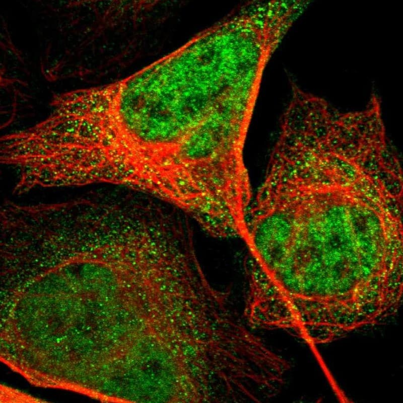 Immunocytochemistry/ Immunofluorescence Ephrin-B2 Antibody - BSA Free