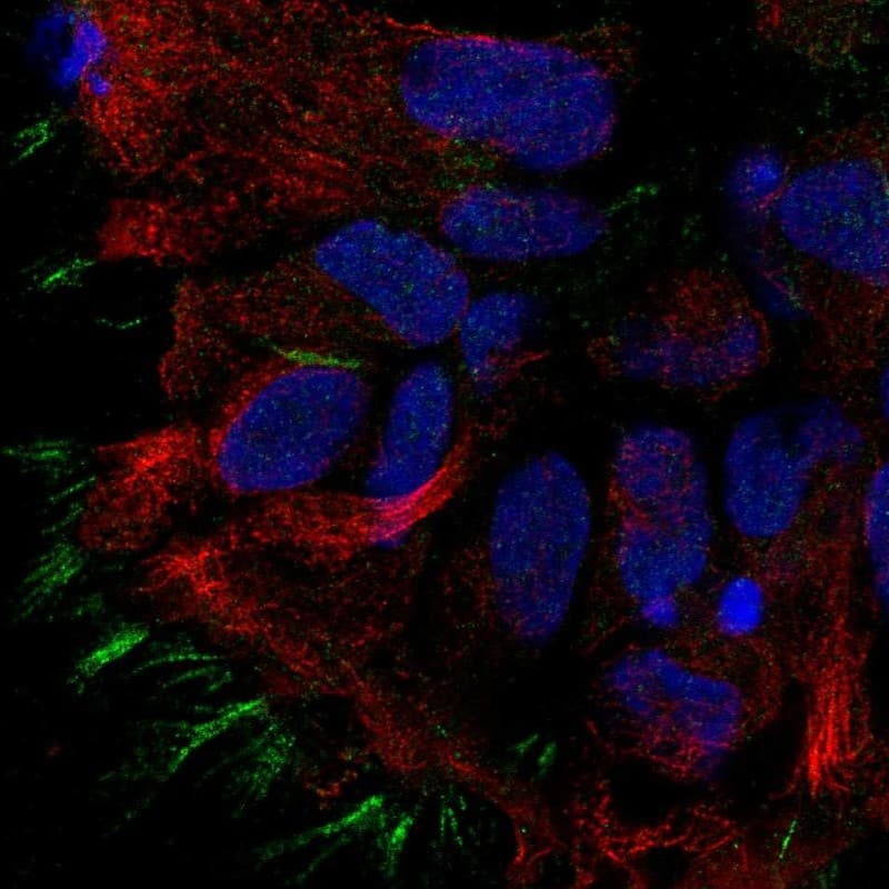 Immunocytochemistry/ Immunofluorescence STOML3 Antibody - BSA Free