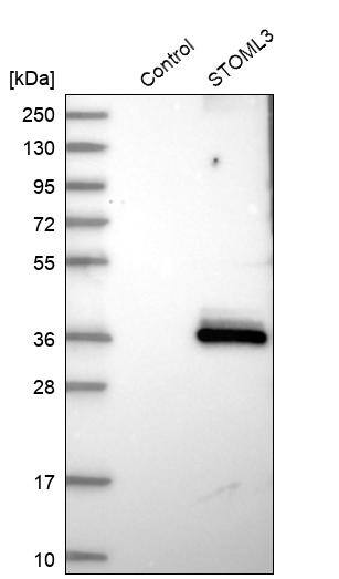 Western Blot STOML3 Antibody - BSA Free