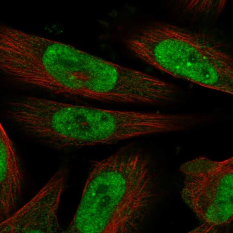 Staining of human cell line U-251 MG shows localization to nucleoplasm & nucleoli fibrillar center.