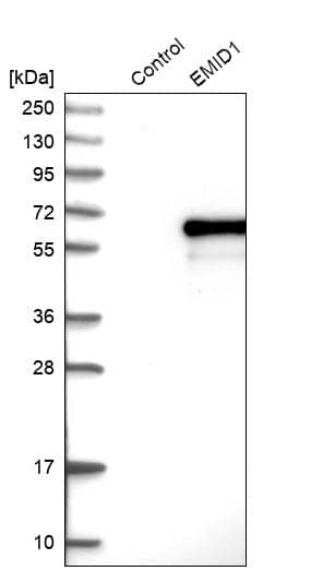 Analysis in control (vector only transfected HEK293T lysate) and EMID1 over-expression lysate (Co-expressed with a C-terminal myc-DDK tag (~3.1 kDa) in mammalian HEK293T cells, LY408793).