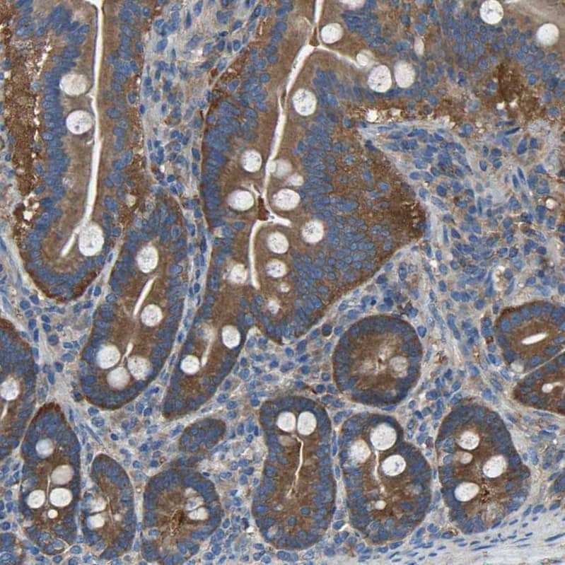 Staining of human duodenum shows strong cytoplasmic positivity in glandular cells.