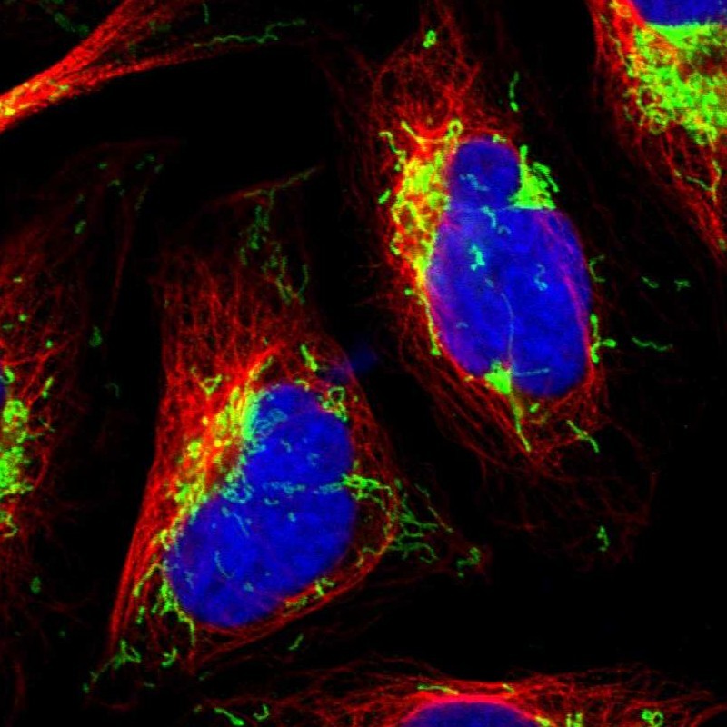 Staining of human cell line U-2 OS shows localization to mitochondria.
