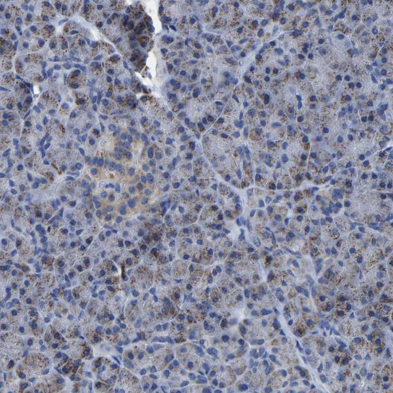 Staining of human pancreas shows low expression as expected.