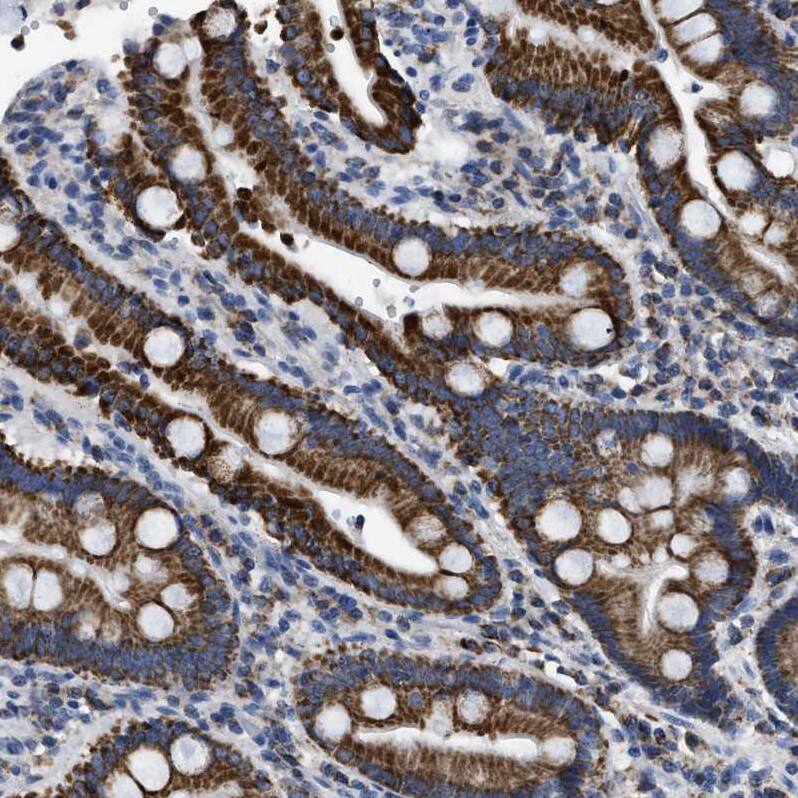 Staining of human duodenum shows strong granular cytoplasmic positivity in glandular cells.