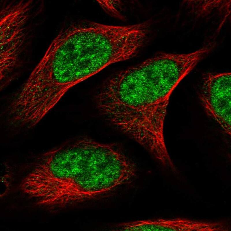 Staining of human cell line U-2 OS shows localization to nuclear speckles.