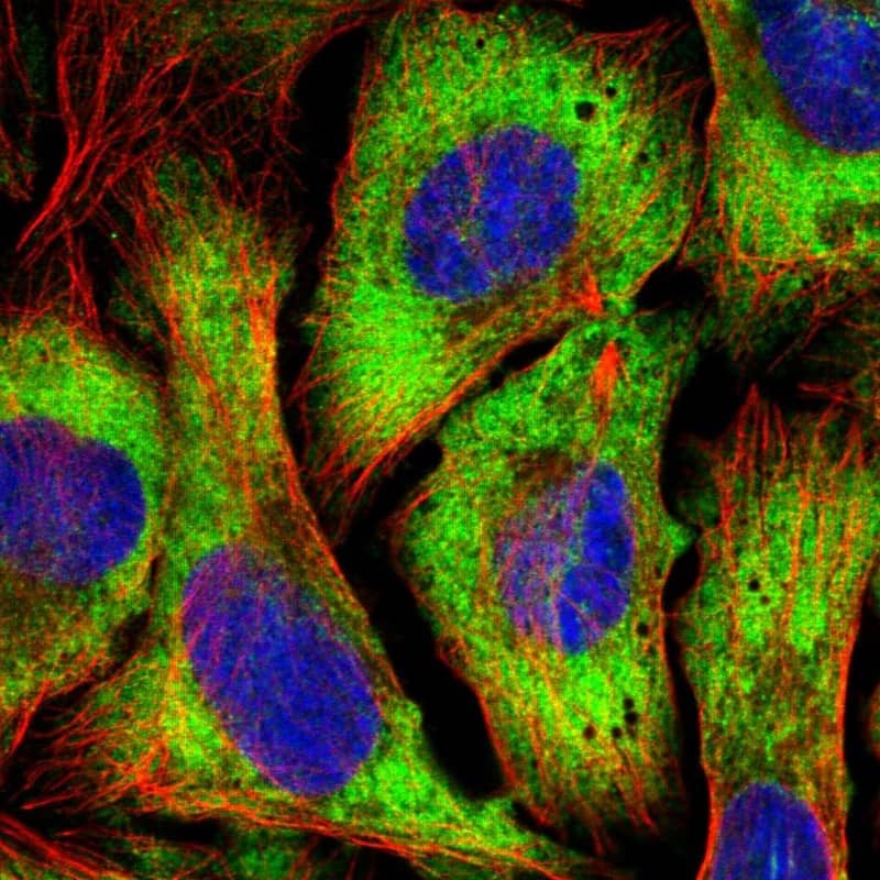 Immunocytochemistry/ Immunofluorescence eIF4G1 Antibody - BSA Free