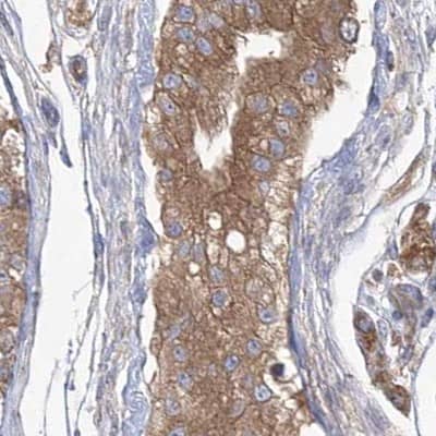 Staining of human testis.