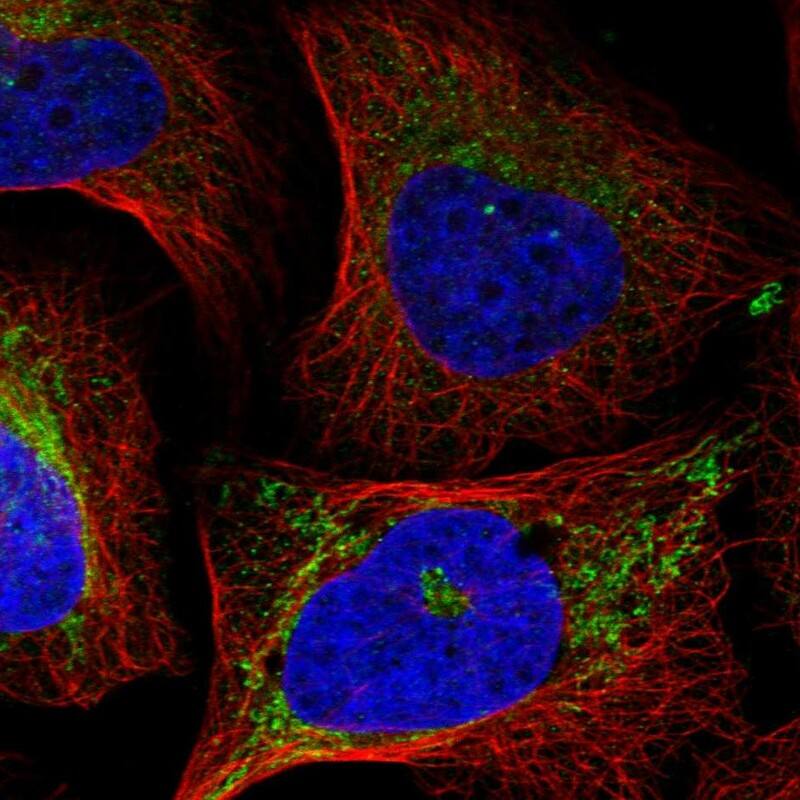 Staining of human cell line U-2 OS shows localization to mitochondria.