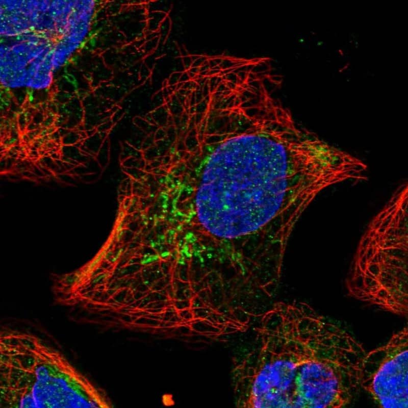 Staining of human cell line A-431 shows localization to nucleoplasm & mitochondria.