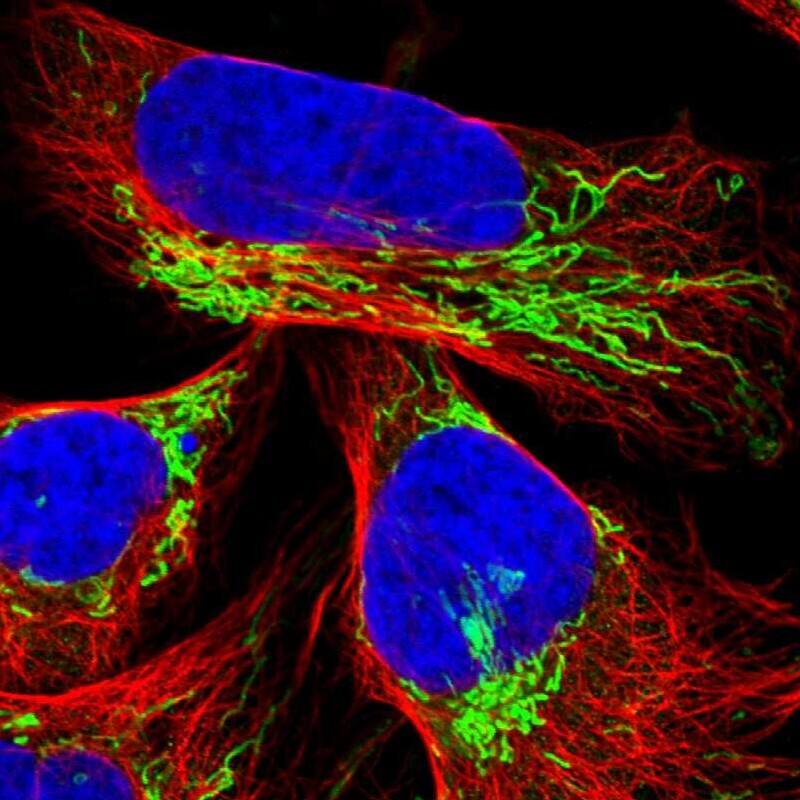 Staining of human cell line U-2 OS shows localization to mitochondria.