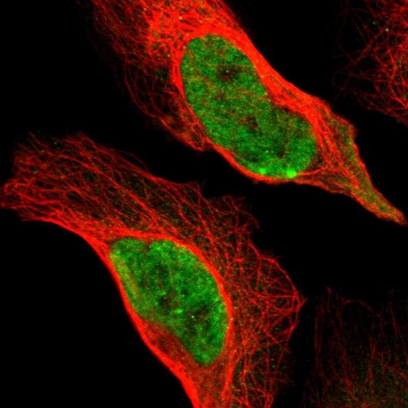 Staining of human cell line U-2 OS shows localization to nucleoplasm.
