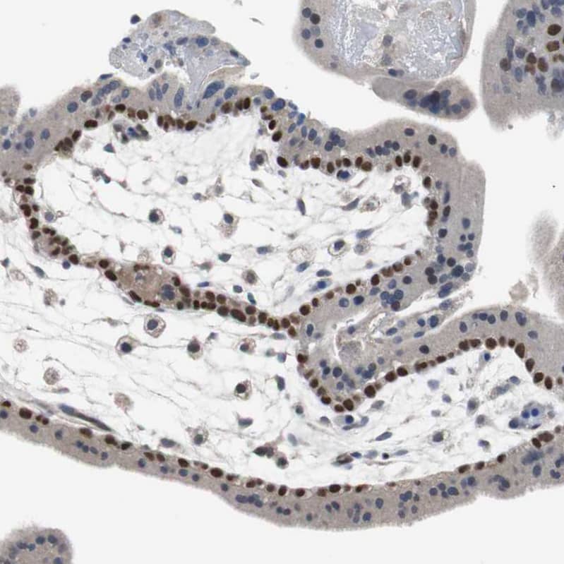 Staining of human placenta shows strong nuclear positivity in cytotrophoblasts.