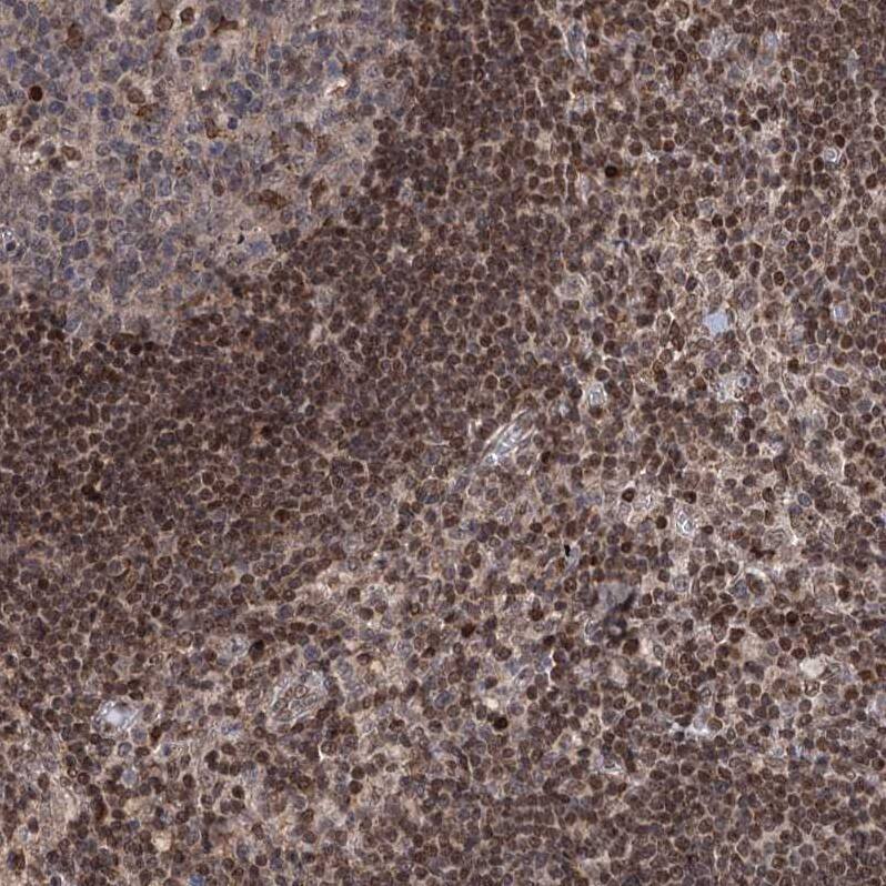 Staining of human lymph node shows strong nuclear positivity in non-germinal center cells.