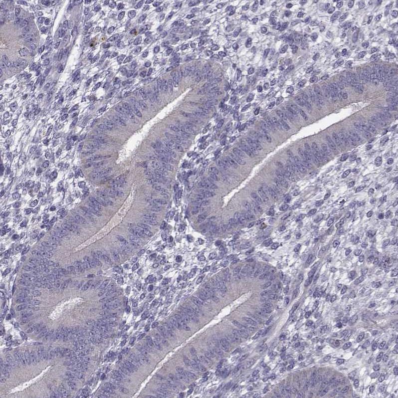 Staining of human endometrium shows no positivity in glandular cells as expected.