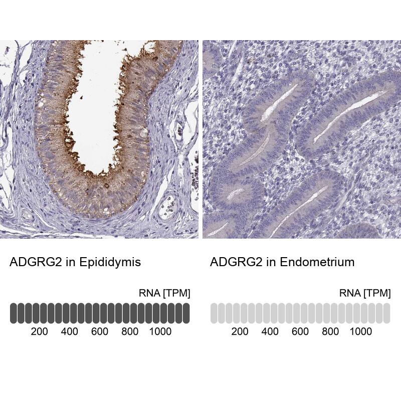 <b>Orthogonal Strategies Validation. </b>Analysis in human epididymis and endometrium tissues using NBP1-84906 antibody. Corresponding RNA-seq data are presented for the same tissues.