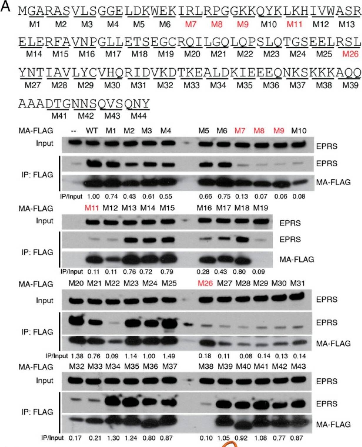 Western Blot EPRS Antibody - BSA Free