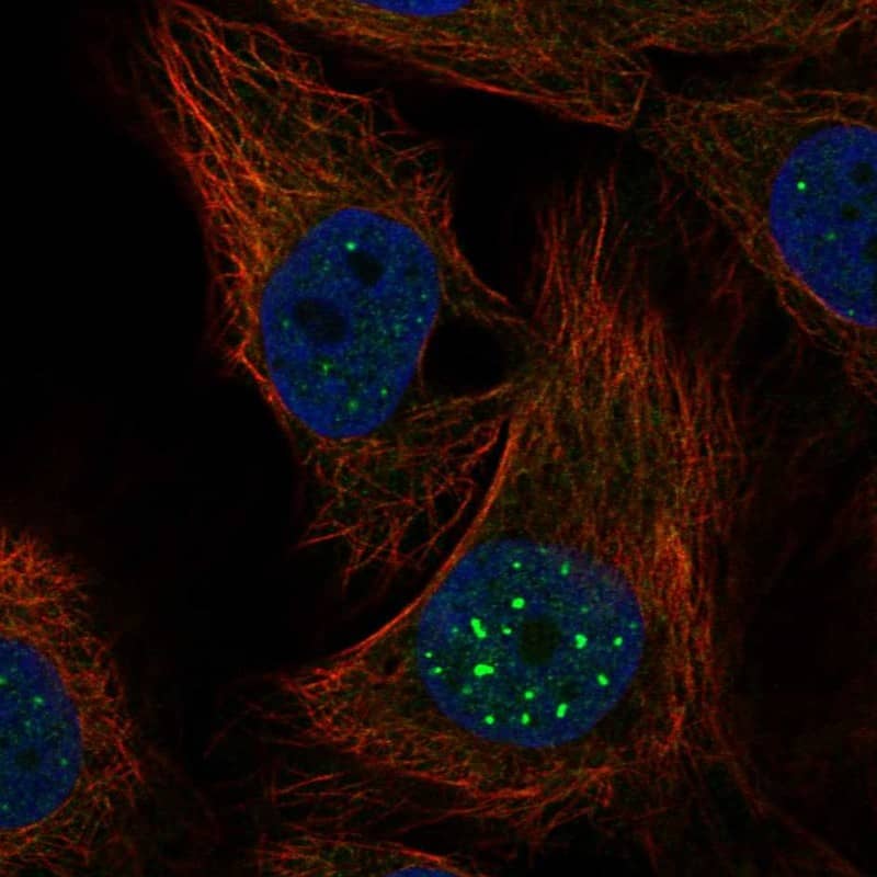 Staining of human cell line HaCaT shows localization to nuclear bodies.