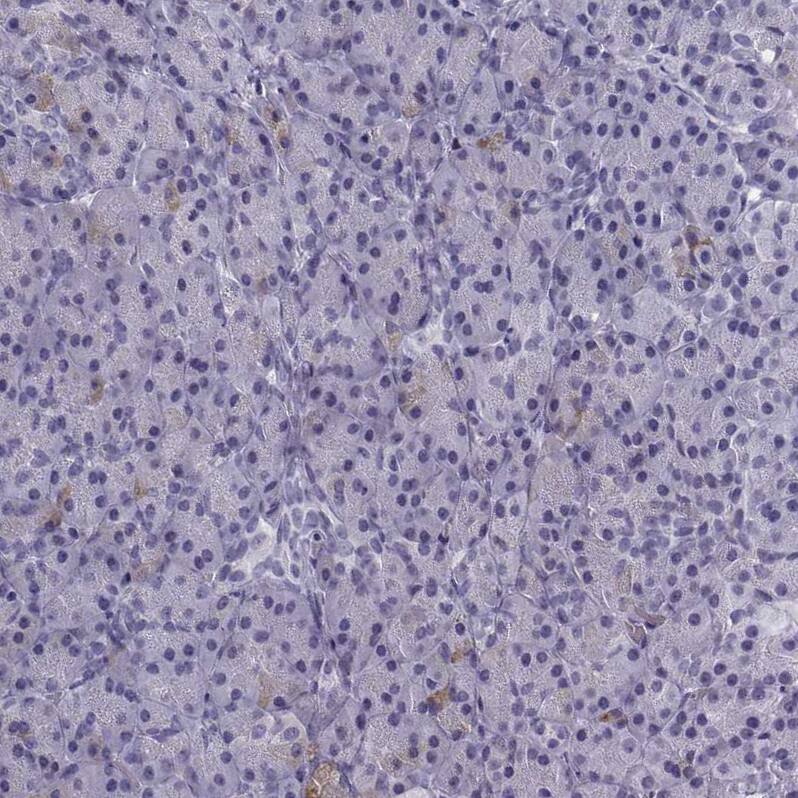 Staining of human Pancreas shows very weak nuclear positivity in exocrine glandular cells.