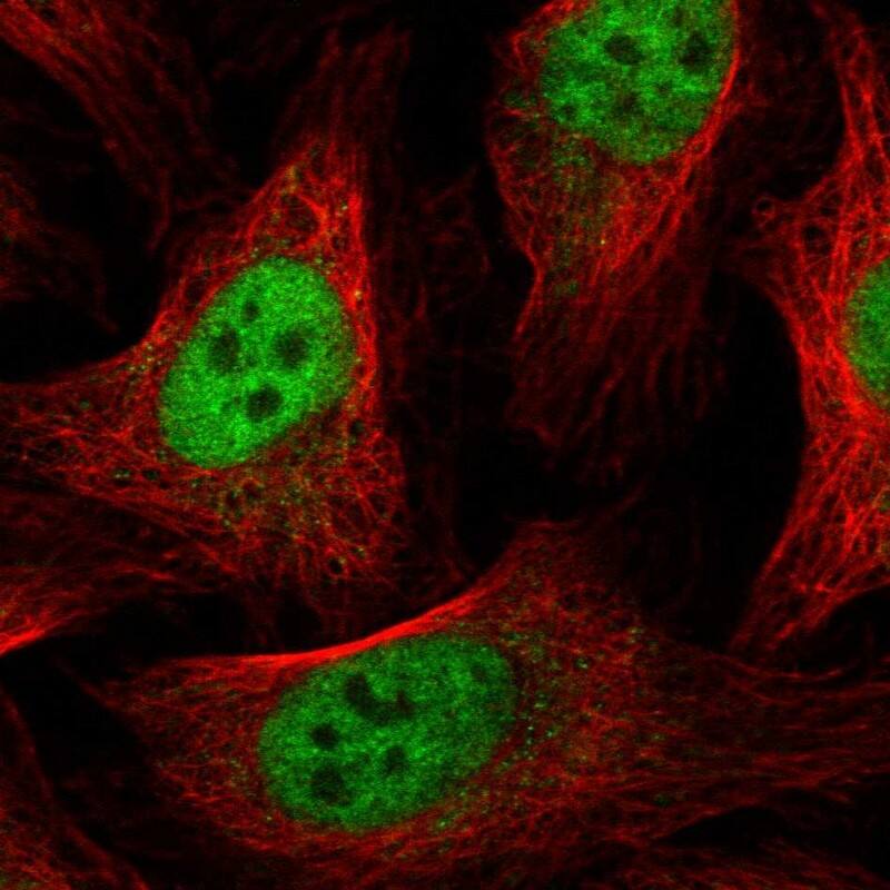 Staining of human cell line U-2 OS shows localization to nucleoplasm.