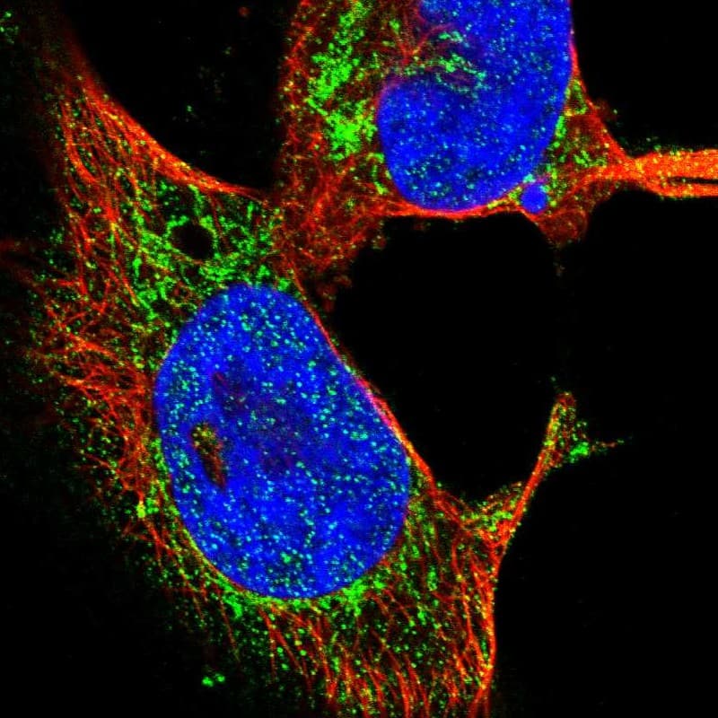 Staining of human cell line U-251 MG shows localization to mitochondria.