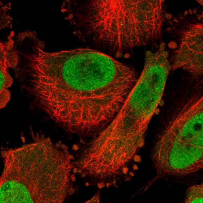 Staining of human cell line U-251 MG shows localization to nucleoplasm & cytosol.