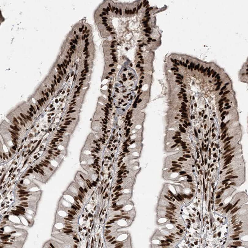 Staining of human small intestine shows strong nuclear positivity in glandular cells.