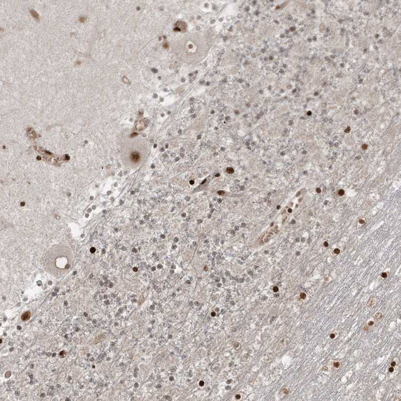 Staining of human cerebellum shows moderate to strong nuclear positivity in neuronal cells.