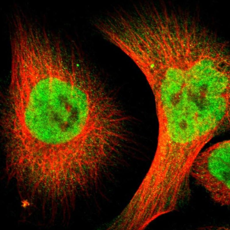 Staining of human cell line U-251 MG shows localization to nucleoplasm.