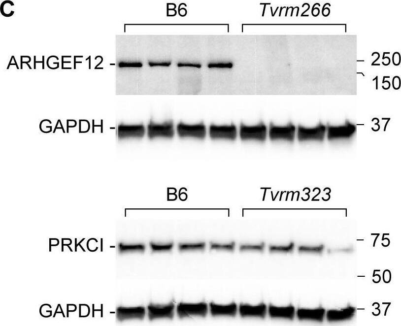Identification of mutations and protein expression in modifier strains.A. Fundus photodocumentation of B6 rd8 and Tvrm266 mice at 10 weeks of age, and Tvrm323 mice at 3 months of age. Right (OD) and left (OS) eyes of a single mouse are shown. The lower portion of each image corresponds to the inferior retina based on the position of the mouse head relative to the camera during imaging. B. Sequence and amino acid translation of the mutant alleles. The DNA sequence corresponds to a portion of the forward strand of each gene, numbered as in the mRNA. Mutations are indicated in bold above the sequence. The predicted amino acid sequence is given beneath the DNA sequence using the single-letter code and the predicted translational effect of the mutation is indicated in bold below. C. Enhanced chemiluminescence western analysis. Posterior eyecup lysates from B6 control and modifier strains (n = 4) were electrophoresed and transferred to nitrocellulose. Tvrm266 blots were probed with ARHGEF12 antibody and Tvrm323 blots with PRKCI antibody. After imaging, blots were probed with GAPDH antibody and reimaged to control for protein recovery and loading. Molecular weights of protein standards are indicated in kDa. Image collected and cropped by CiteAb from the following open publication (//pubmed.ncbi.nlm.nih.gov/35675330), licensed under a CC-BY license. Not internally tested by Novus Biologicals.